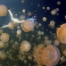 jellyfish_mastgias_jl_v_0134_pal3310.jpg